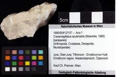 Foto (Objket + Etiketten) von Cracensigillatus acutirostris (Moericke, 1889) 